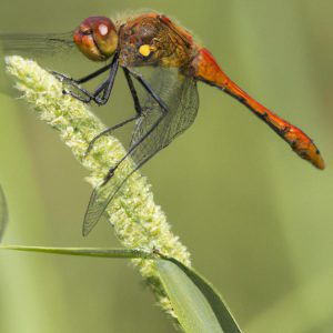 dlaczego włosy się elektryzują